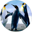 Rajesh kumar profile picture